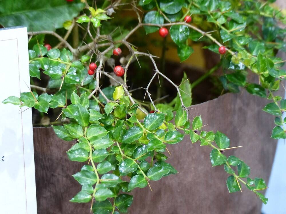 P1550685 - コピー.jpg