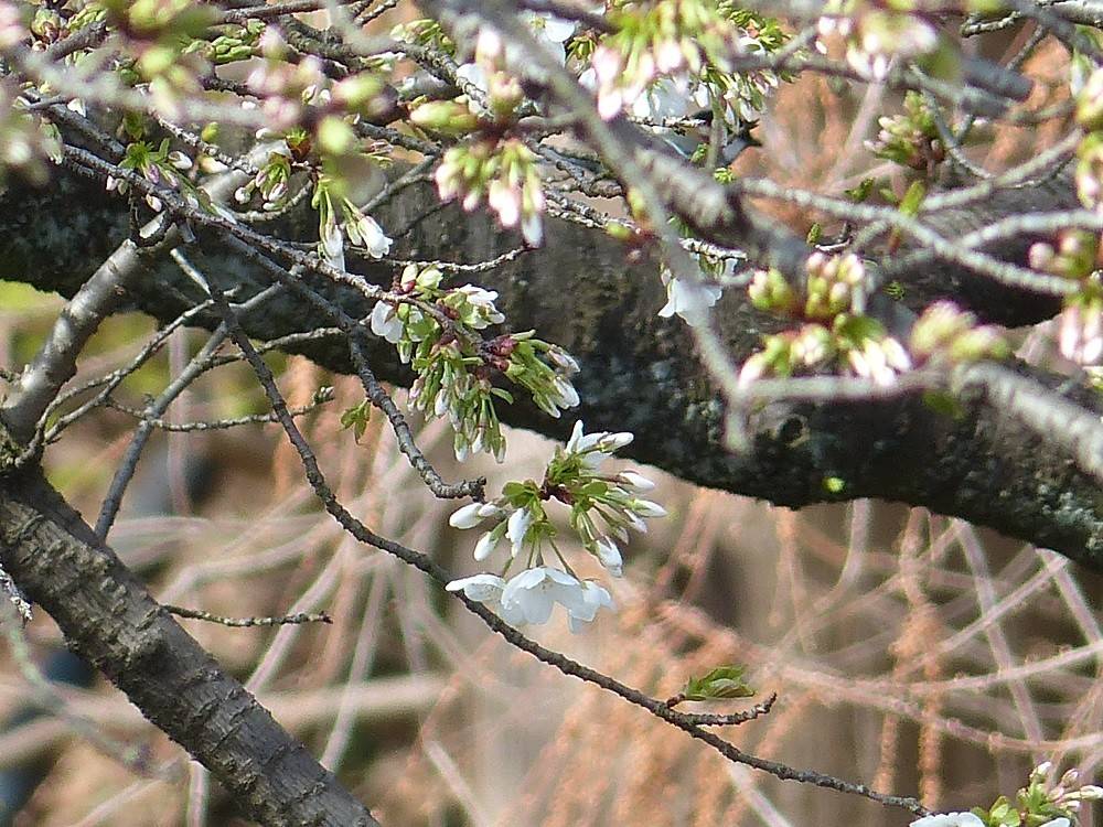 P1490445 - コピー.jpg