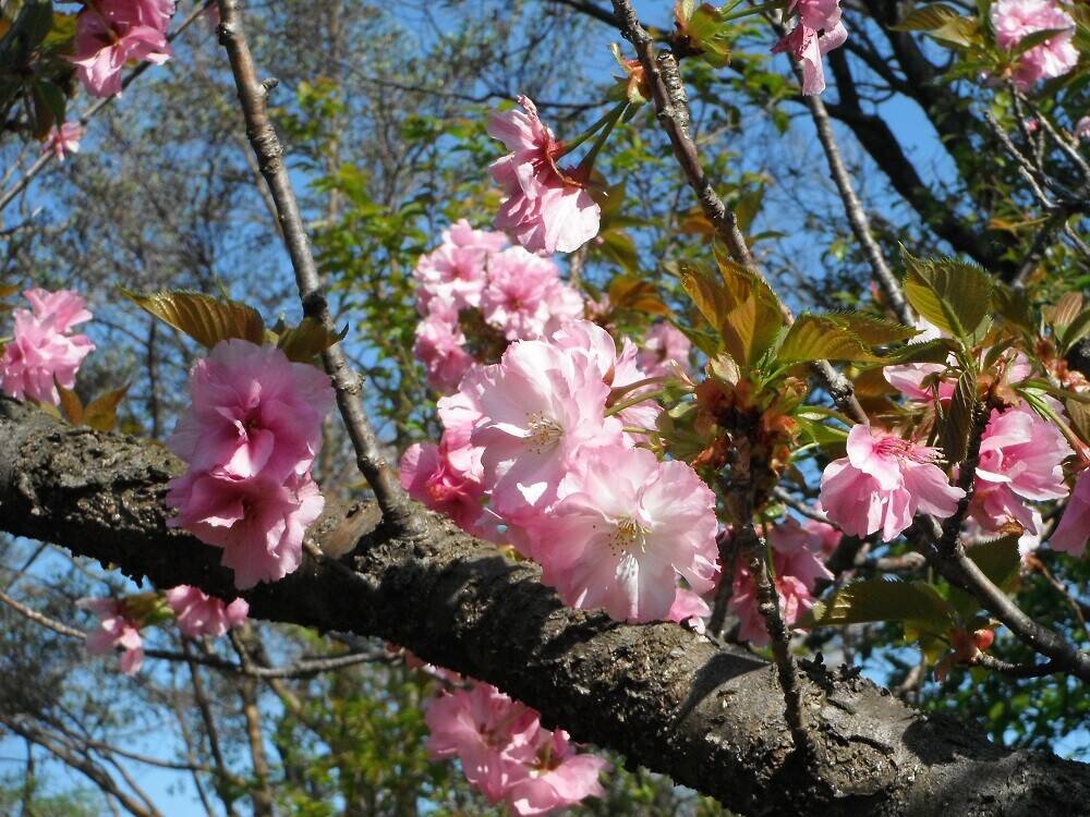 DSCF2115 - コピー.jpg