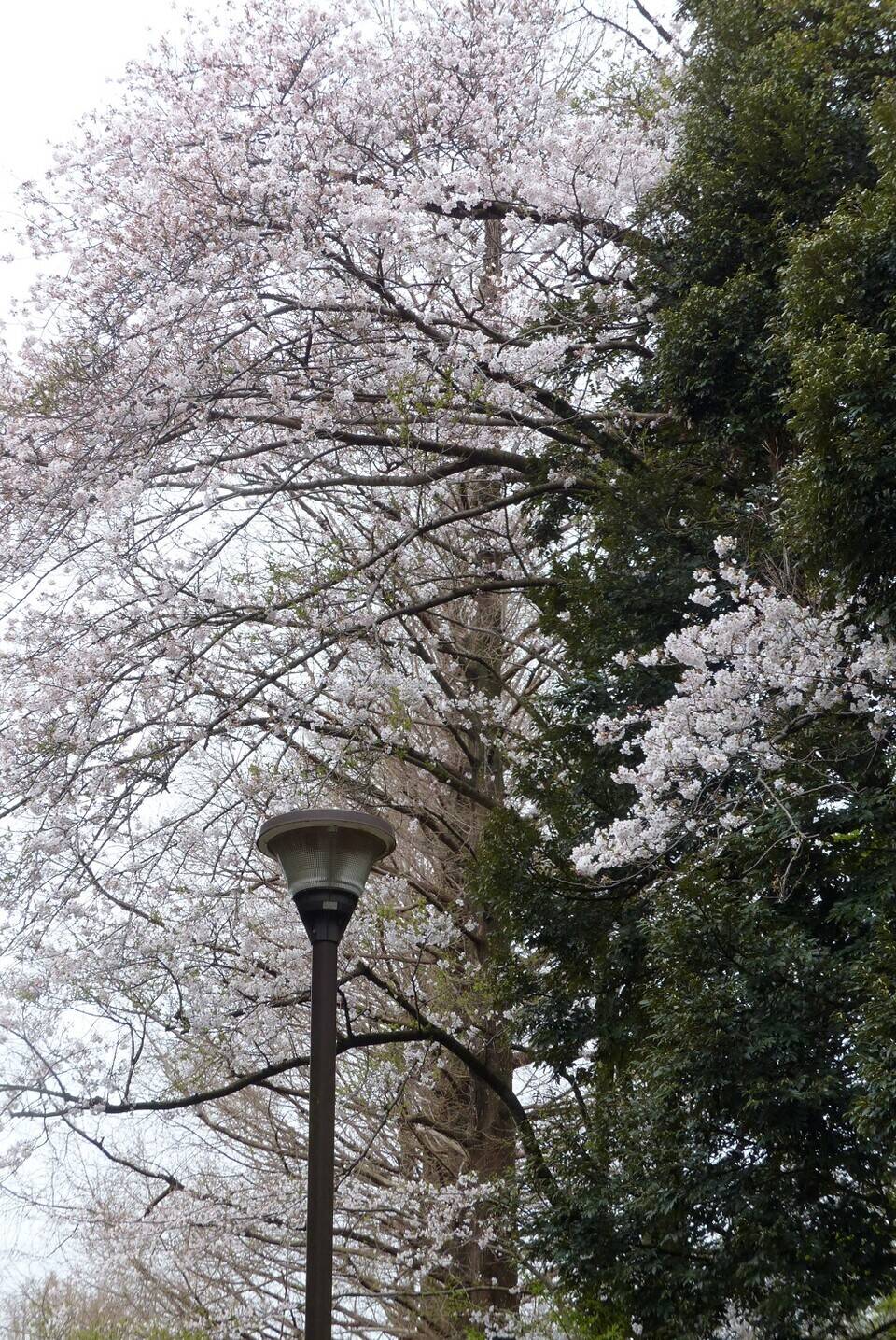 P1560817 - コピー.jpg