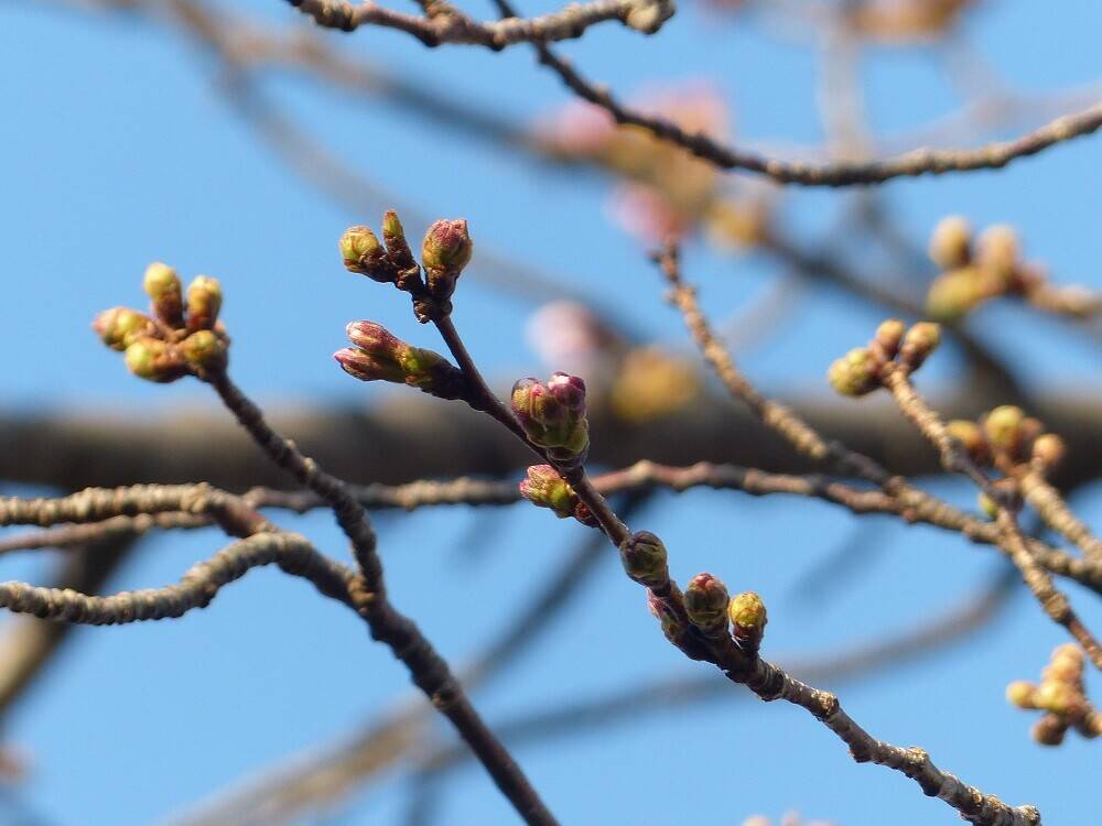 P1560619 - コピー.jpg