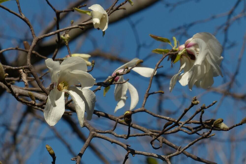 P1560502 - コピー.jpg