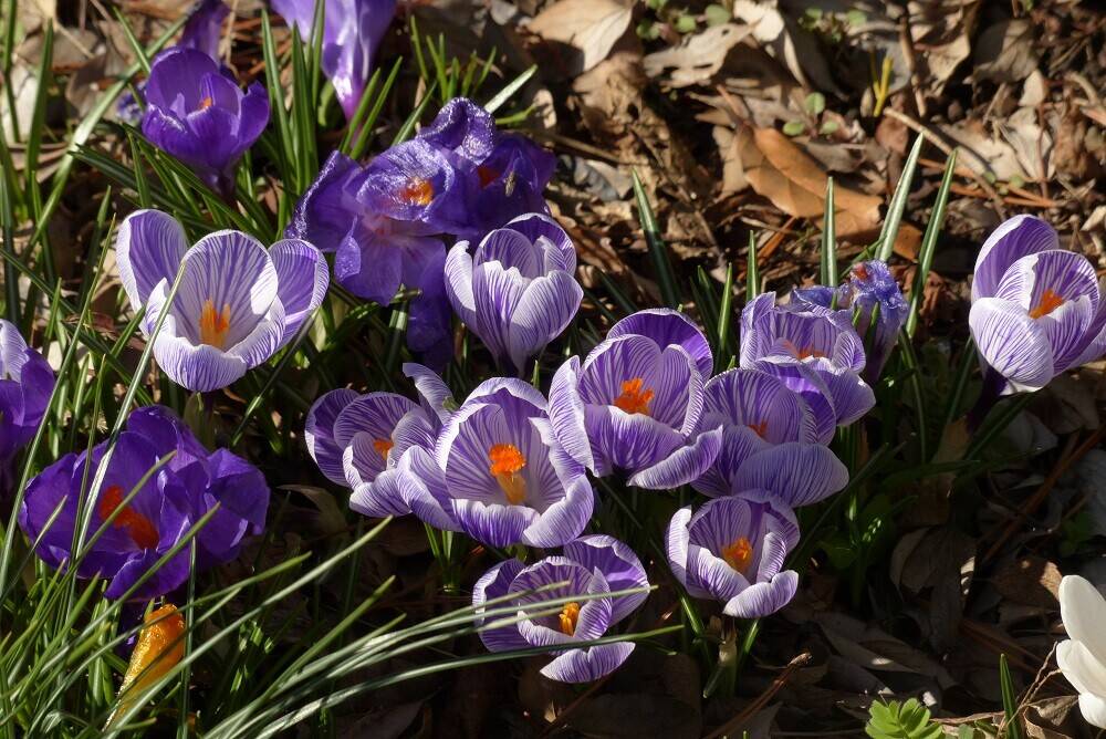 P1560506 - コピー.jpg