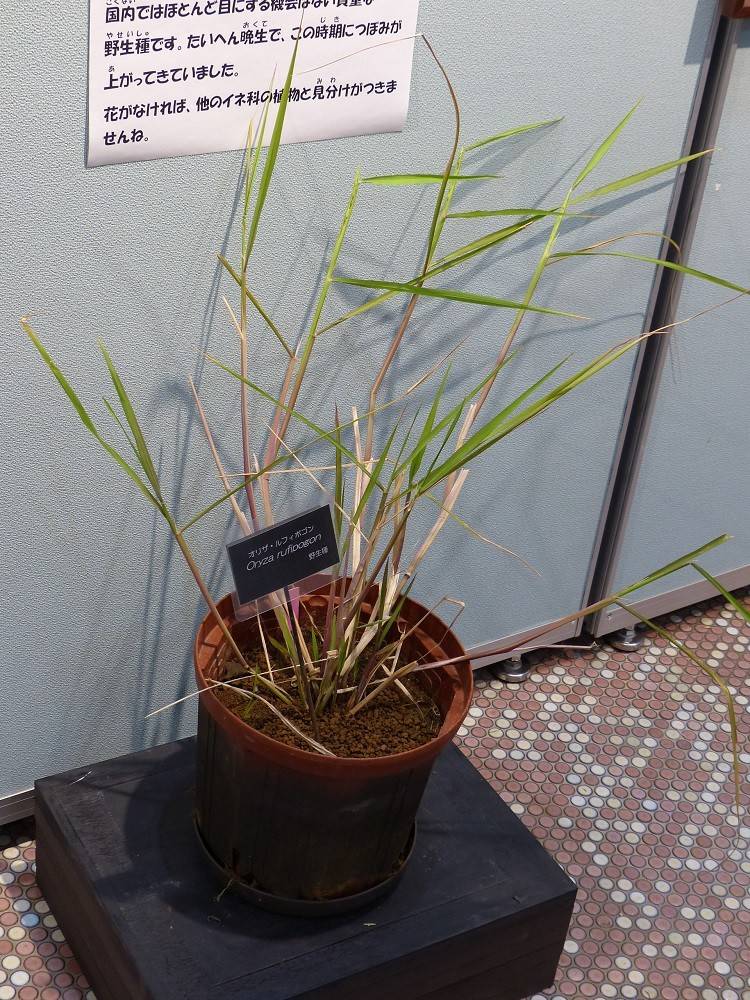 P1470814 - コピー.jpg