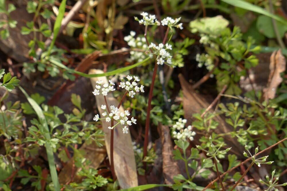 P1560476 - コピー.jpg