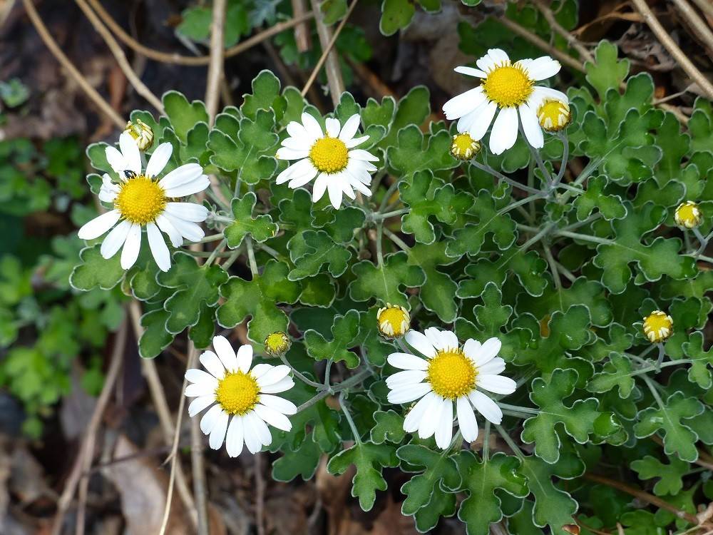 P1470447 - コピー.jpg