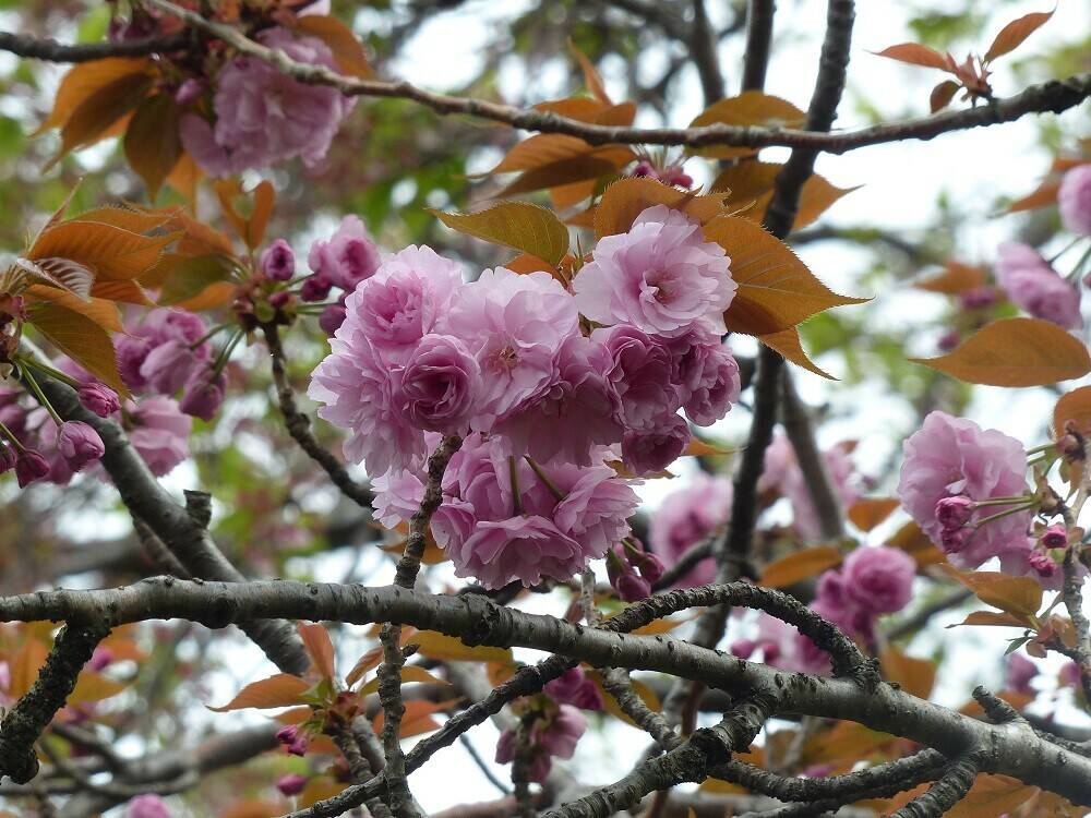 P1490954 - コピー.jpg