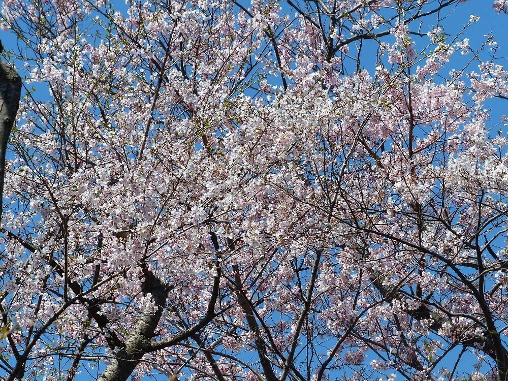 P1560784 - コピー.jpg