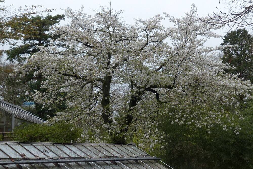 P1560814 - コピー.jpg