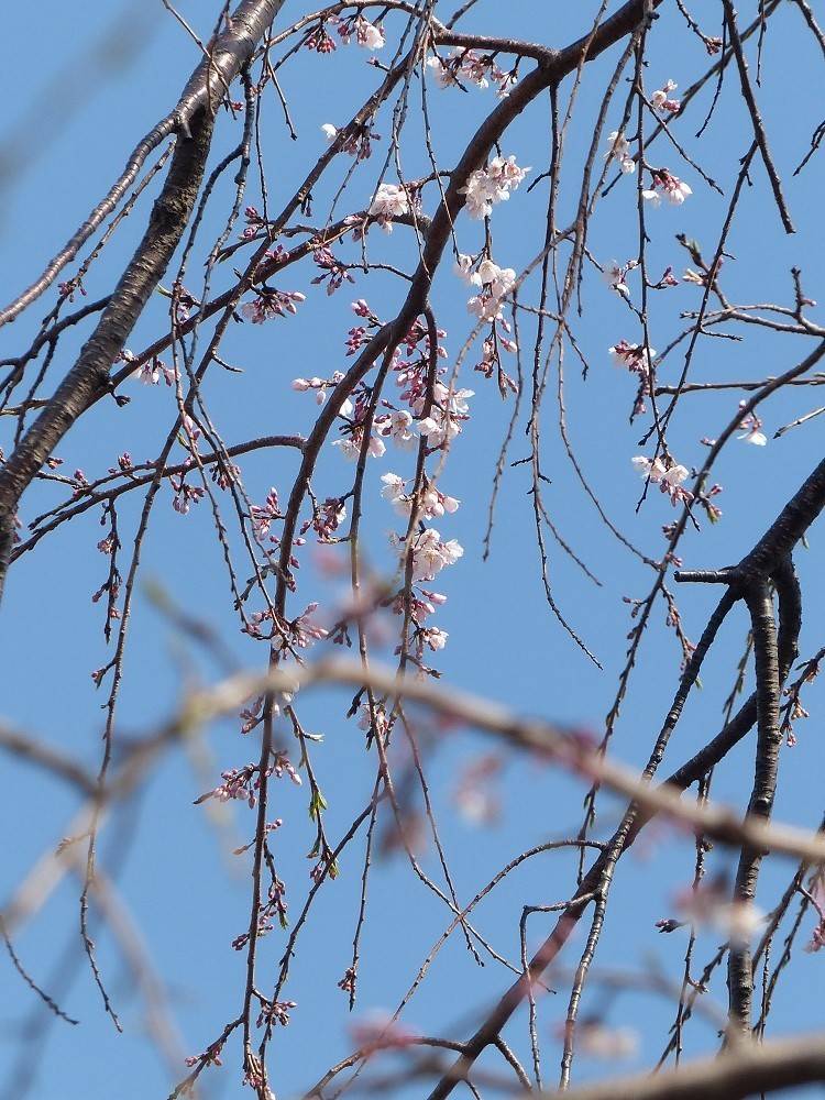 P1490520 - コピー.jpg