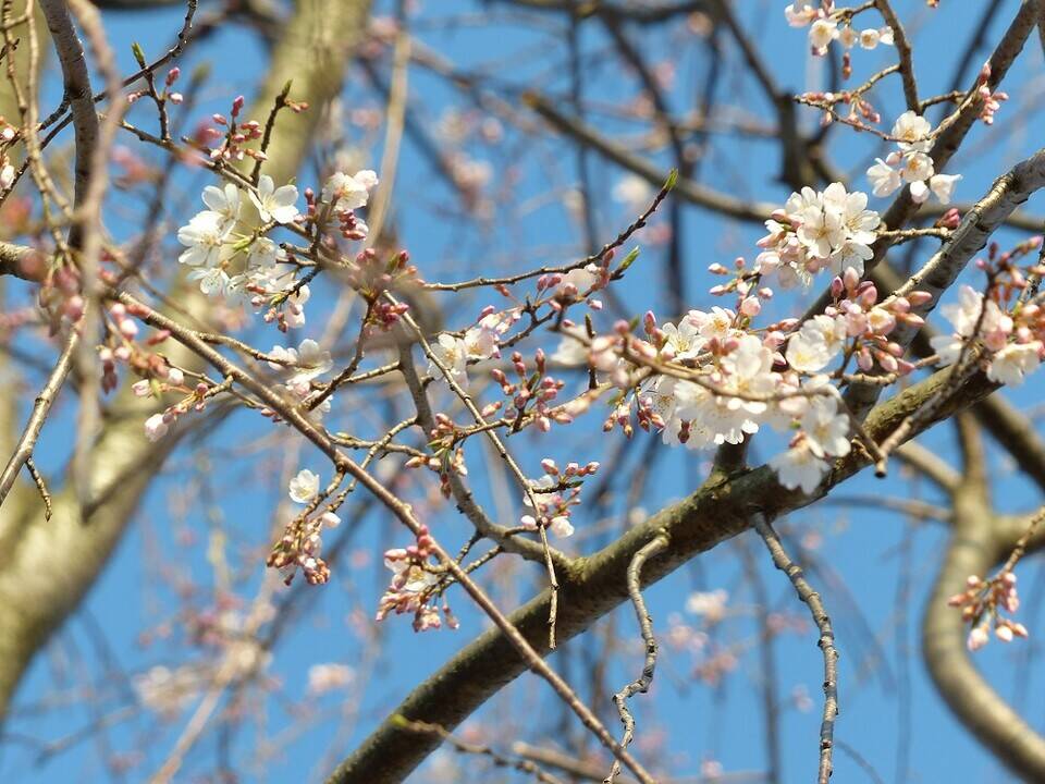 P1560620 - コピー.jpg