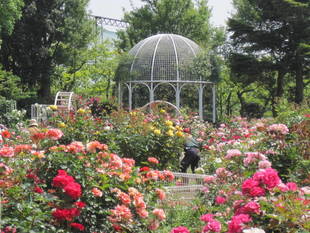 バラが見ごろです