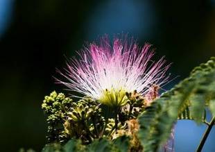 ネムノキが咲きました！