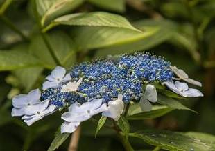 アジサイの季節になりました