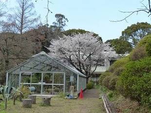 ヤマザクラが満開です!