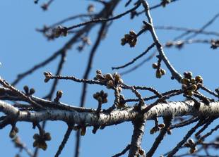 山桜は満開、横浜緋桜は開花