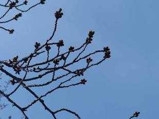 ソメイヨシノ開花まであとひといき