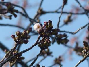 ソメイヨシノが開花しました！