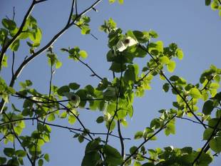 ハンカチノキが咲きました！