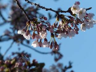 ソメイヨシノは次々に開花しています