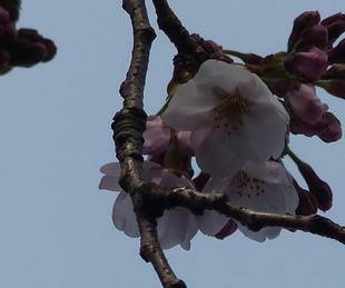花木園で次々開花しています