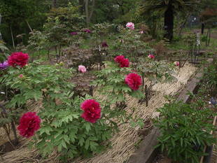 ボタンが見ごろを迎えています！！