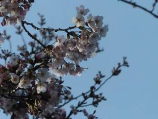 ソメイヨシノの開花が進んでいます