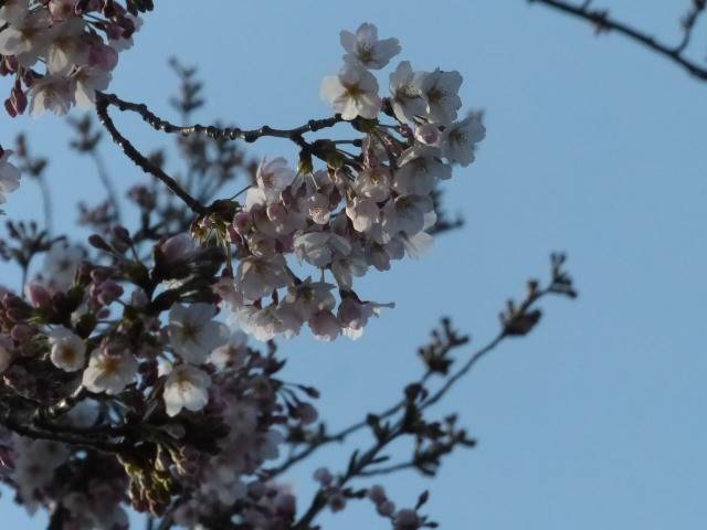 ソメイヨシノの開花が進んでいますの写真