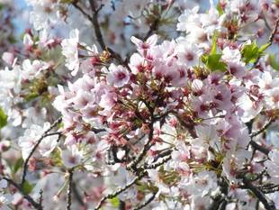 ソメイヨシノは散り始め桜吹雪です