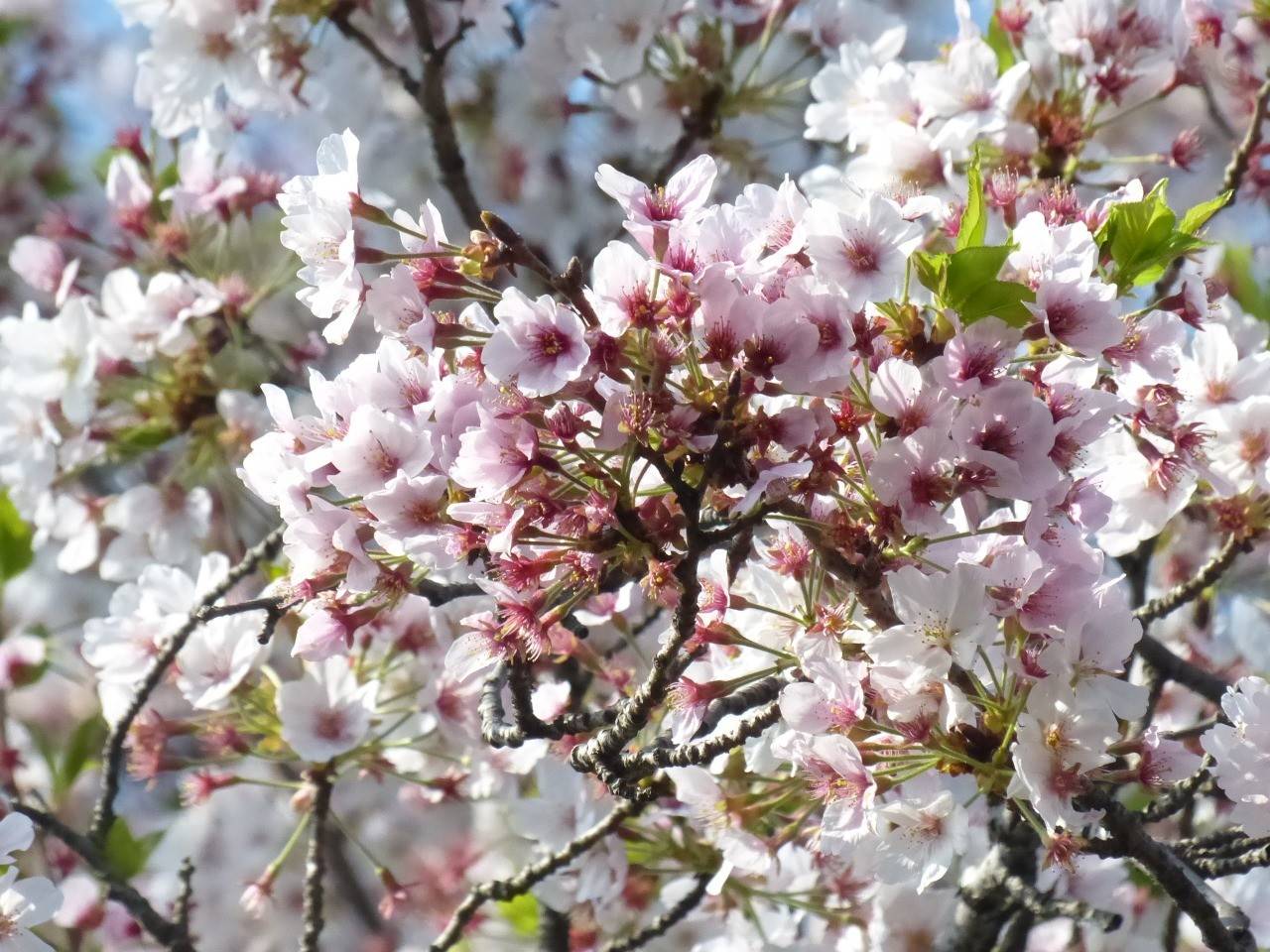 ソメイヨシノは散り始め桜吹雪ですの写真