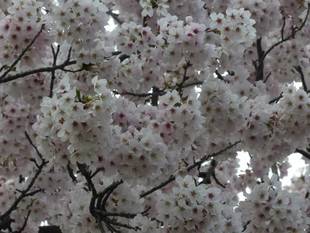 ソメイヨシノは引き続き見頃です！