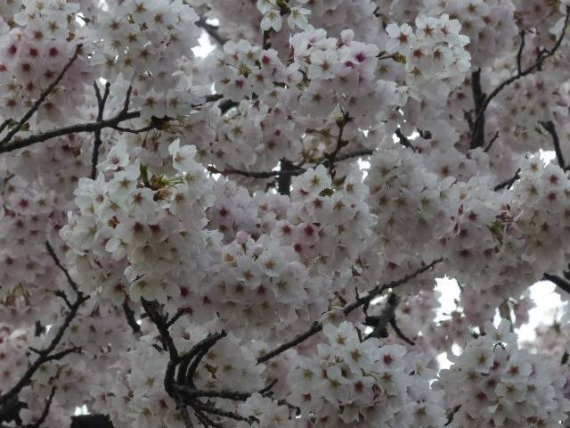 ソメイヨシノは引き続き見頃です!の写真