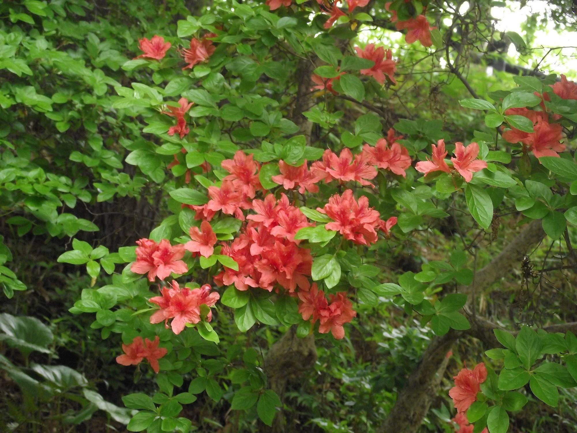 野草園を中心に見ごろを迎えています!の写真