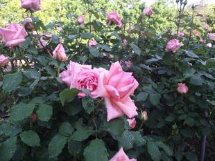 バラの開花情報をお知らせします。薬草園ではシャクヤクが見ごろです！