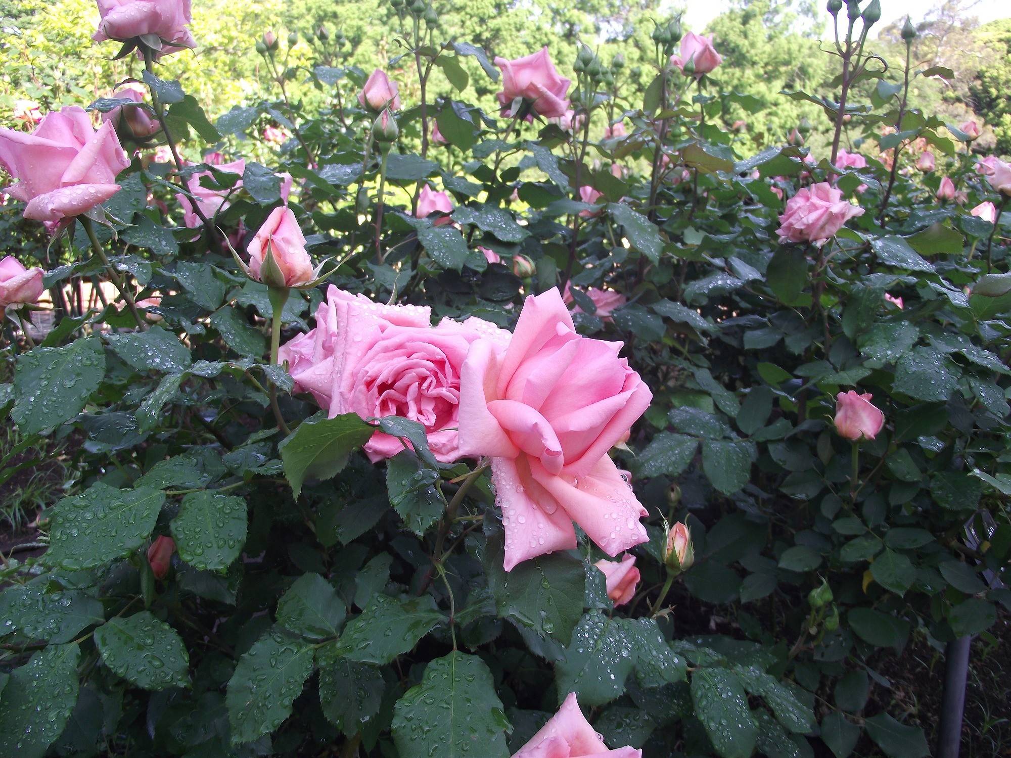 バラの開花情報をお知らせします。薬草園ではシャクヤクが見ごろです!の写真