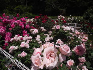 バラ園が見ごろを迎えています！