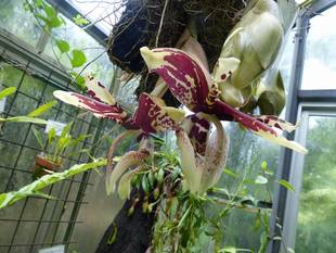 熱帯温室でお花が見ごろを迎えています！