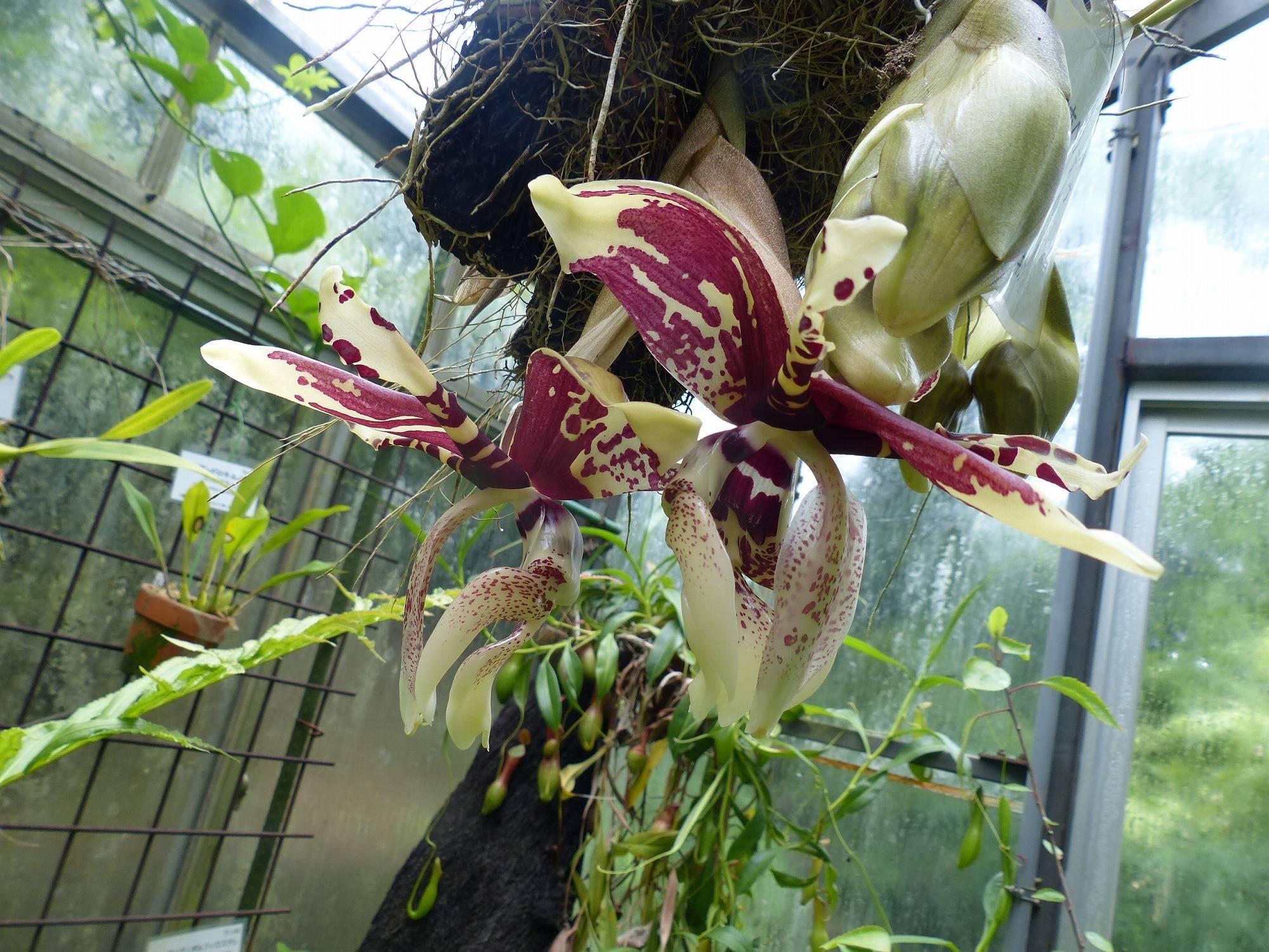 熱帯温室でお花が見ごろを迎えています!の写真