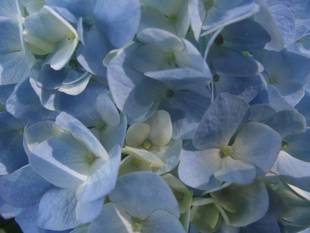 アジサイ園にて咲き始めました！