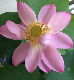 大賀ハスが咲きました