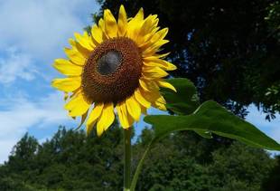 ゴッホのヒマワリが見ごろです