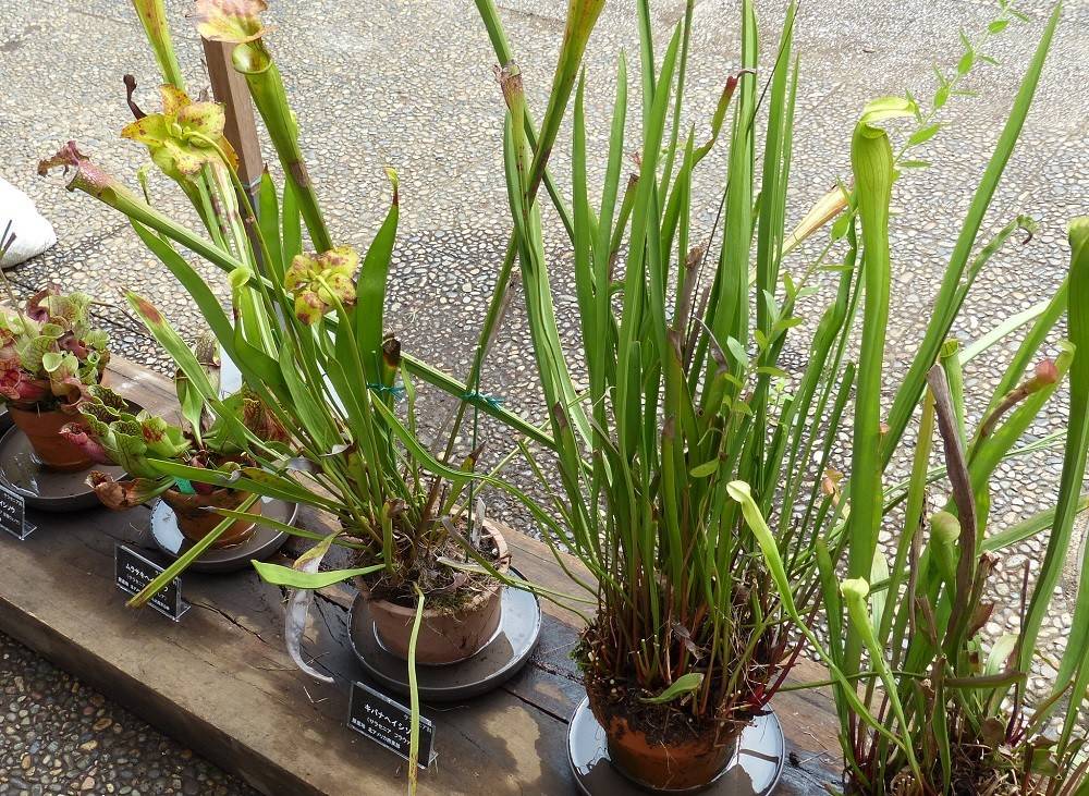 食虫植物展が始まりましたの写真