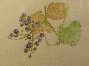 植物画と押し葉標本のコラボ展