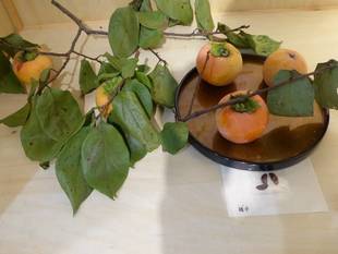 「柿展」を10月29日まで開催中