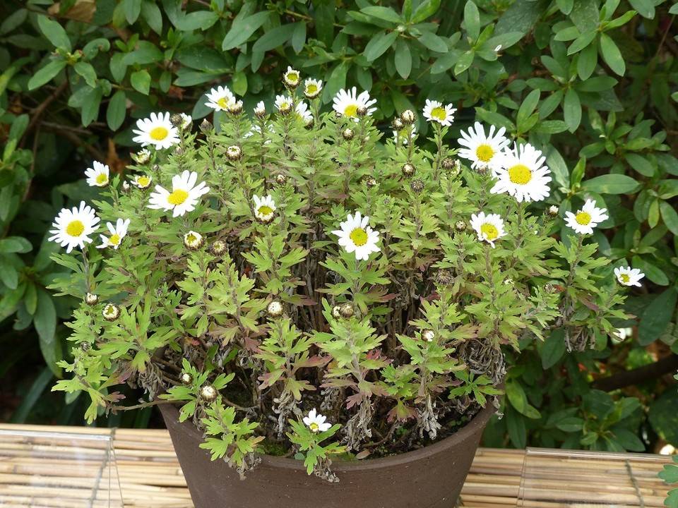 菊が見頃ですの写真