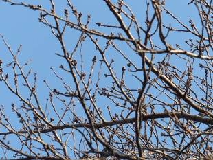 待ち遠しい桜の開花