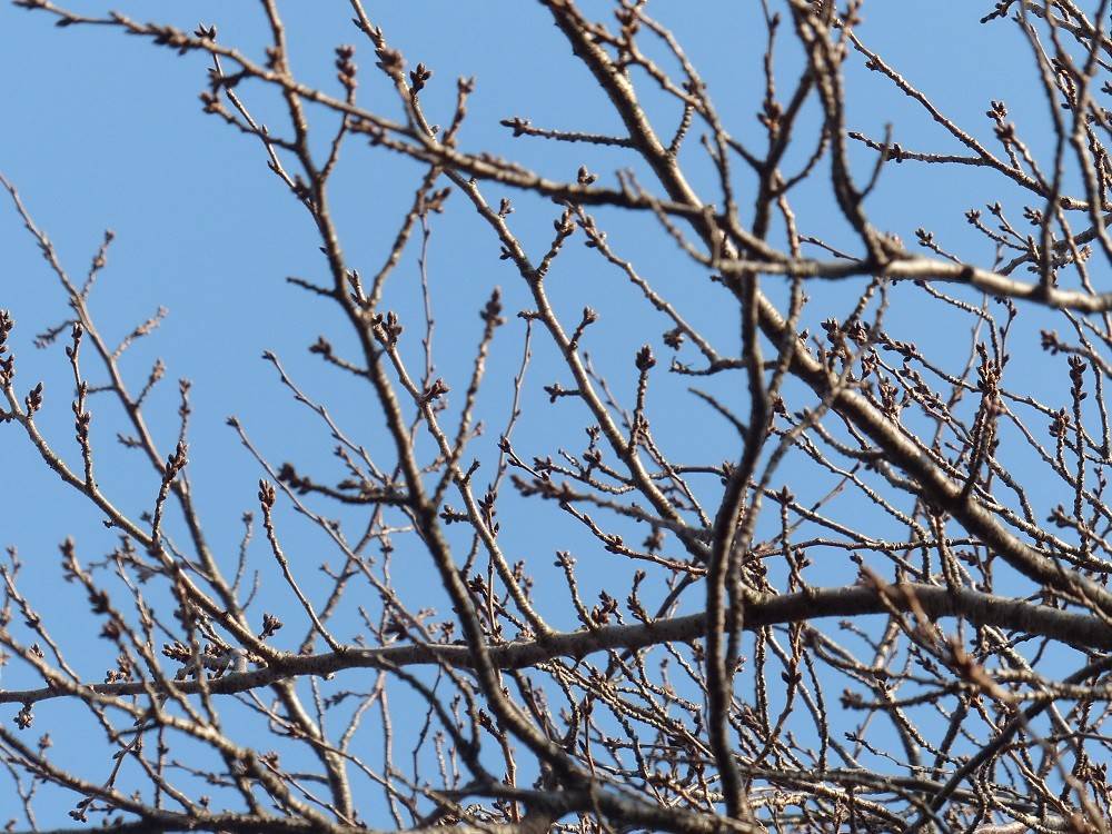 待ち遠しい桜の開花の写真