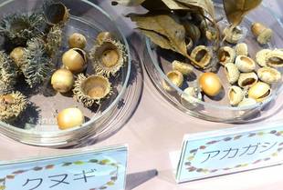 「タネ展」スタート