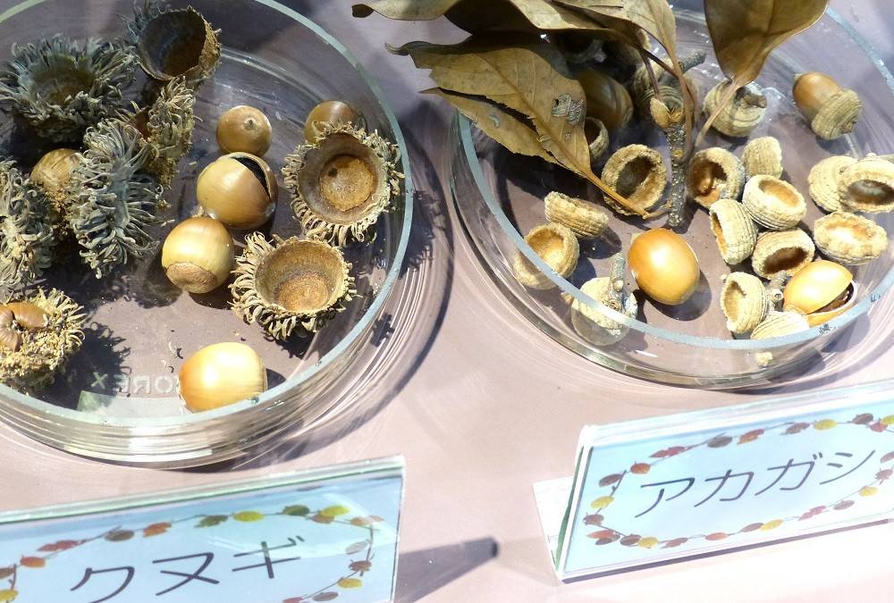 「タネ展」スタートの写真