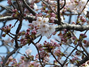 暖かく、お花見日和ですね！
